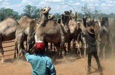 Australia may slaughter its wild camels to fight climate change