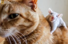 Beautiful National Geographic photos of much-loved animals and pets