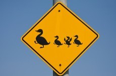 Motorcyclists die after car stops to let ducks cross the road