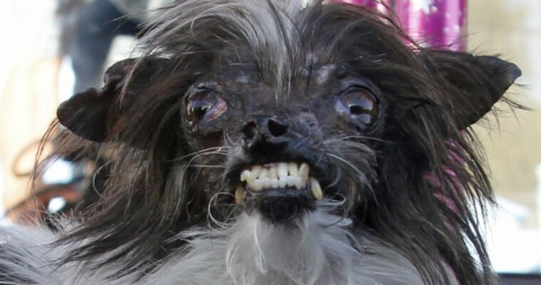 Peanut the store world's ugliest dog