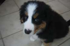 This puppy having a hiccup attack will instantly banish your bad mood