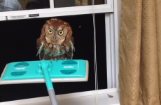 Watch this man help a nervous owl out of his kitchen, using a Swiffer