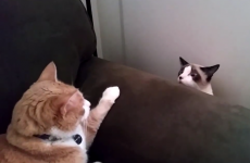 When two cats meet for the first time...