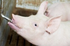 How important is alcohol to Irish agriculture?