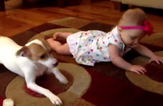 This dog teaching a baby how to crawl is the cutest thing you'll see today