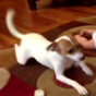 This dog teaching a baby how to crawl is the cutest thing you'll see today
