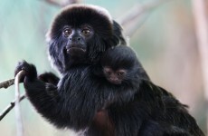 Dublin Zoo celebrates arrival of (very cute) baby Goeldi's monkey