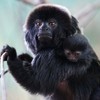 Dublin Zoo celebrates arrival of (very cute) baby Goeldi's monkey