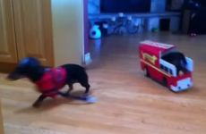 This six-second Dachshund fire drill will make you laugh every time