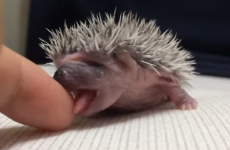 Oh, just a teeny tiny hedgehog and its teeny tiny tongue