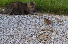 Gutsy chipmunk attacks cat, avoids becoming dinner