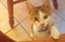 Louth kitten pleas to be rescued from 'randy bitch' in brilliantly odd adoption ad