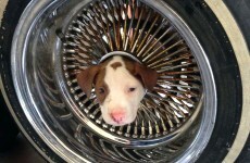 Adorable little puppy gets head stuck in wheel and breaks our hearts