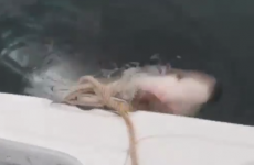 Amazing footage shows great white shark stealing bait from fishing boat