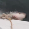 Amazing footage shows great white shark stealing bait from fishing boat