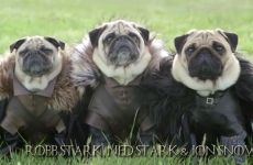 It's Game of Thrones, improved with pugs