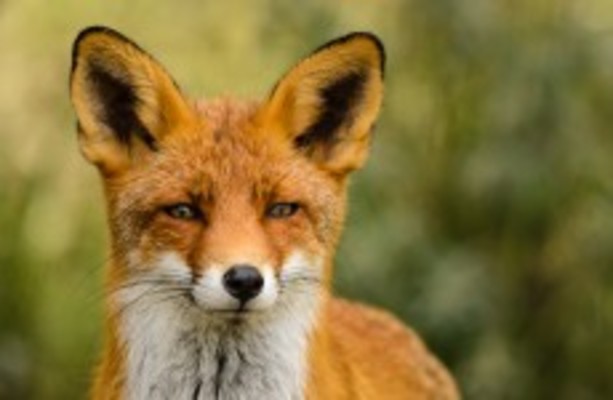 Foxes Are In Our Cities But Are They Dangerous Thejournal Ie