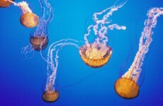These jellyfish-killing robots could save the fishing industry billions per year