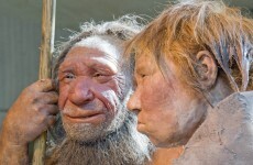 Neanderthals made sure to eat their greens, ancient poo reveals