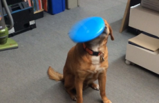 Dog fails miserably at catching even a single frisbee