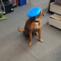 Dog fails miserably at catching even a single frisbee