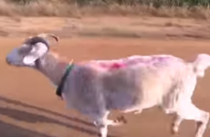Man provides some excellent commentary for Gary the goat's workout
