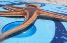 This video of a starfish walking will make you feel very uncomfortable