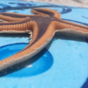 This video of a starfish walking will make you feel very uncomfortable