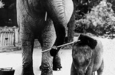 Reeling in the Years: Dublin Zoo celebrates 180 years