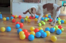 Dog surprised with 100 balls for his birthday, freaks out