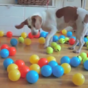 Dog surprised with 100 balls for his birthday, freaks out