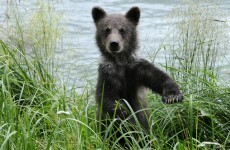 Zoo kills neglected bear cub and stuffs it to teach 'cruelty of nature'