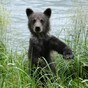 Zoo kills neglected bear cub and stuffs it to teach 'cruelty of nature'