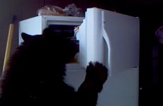 Bear fridge-raider is your new hero