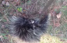 Little porcupine makes the most adorable noise when it's tickled
