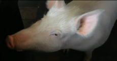 Her owners thought she was a micro-pig... but Esther's now 240kg and has raised $400k