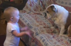 It's a baby arguing with a bulldog... what are you waiting for?