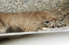 Mountain lion goes shopping, hangs outside steakhouse