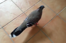 Pigeon tries to flirt with girl using mating dance, fails miserably