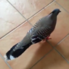 Pigeon tries to flirt with girl using mating dance, fails miserably