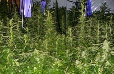 One arrest after €80k worth of cannabis plants seized in Killarney