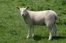 Sheep shearing: US school hopes grazing will save $15,000 in landscaping costs