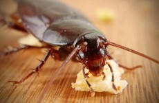 Pest control calls about cockroaches up 75% in last decade