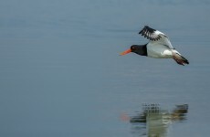 Short Story: The Oyster Catchers