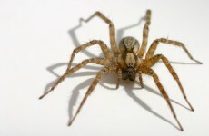 Woman sets her house on fire while trying to kill a spider