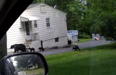 Just an entire bear family wandering through a New Jersey neighbourhood