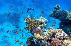 Caribbean coral reefs could vanish within 20 years because of humans