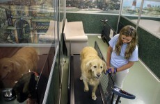 Fat camps in the states are offering pudgy pets 'pawlates' to lose weight