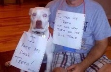 11 of the guiltiest dogs and their ingenious crimes