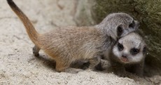 It's Friday so here are some adorable meerkat pups at Dublin Zoo